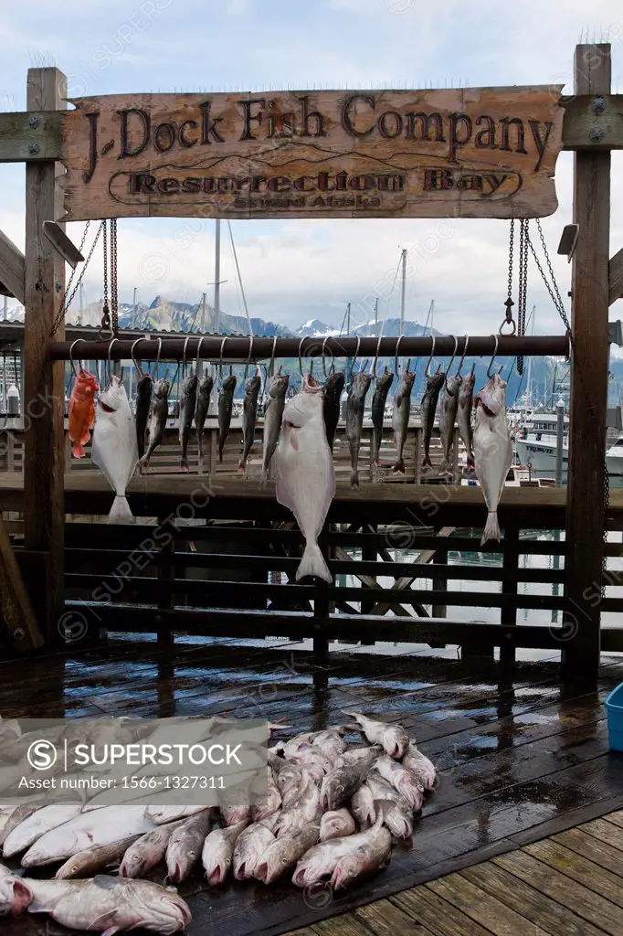 Catch of the day, fish hanging on a pier, Seward, Alaska, United States of America.