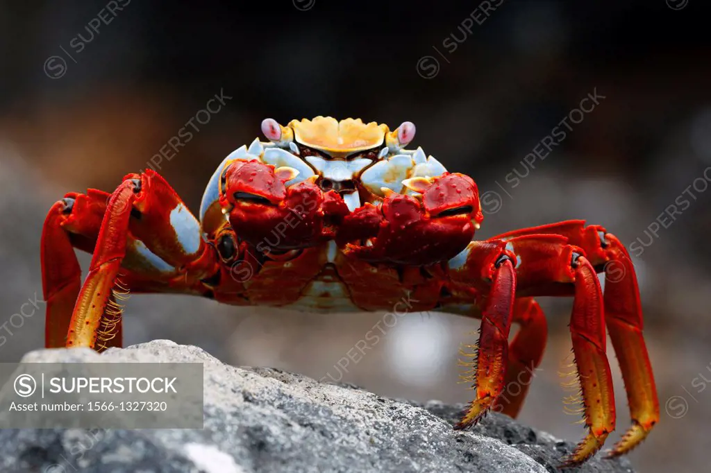 Sally Lightfoot Crab (Grapsus grapsus) standing on a lava rock, North Seymour Island Galapagos Ecuador.