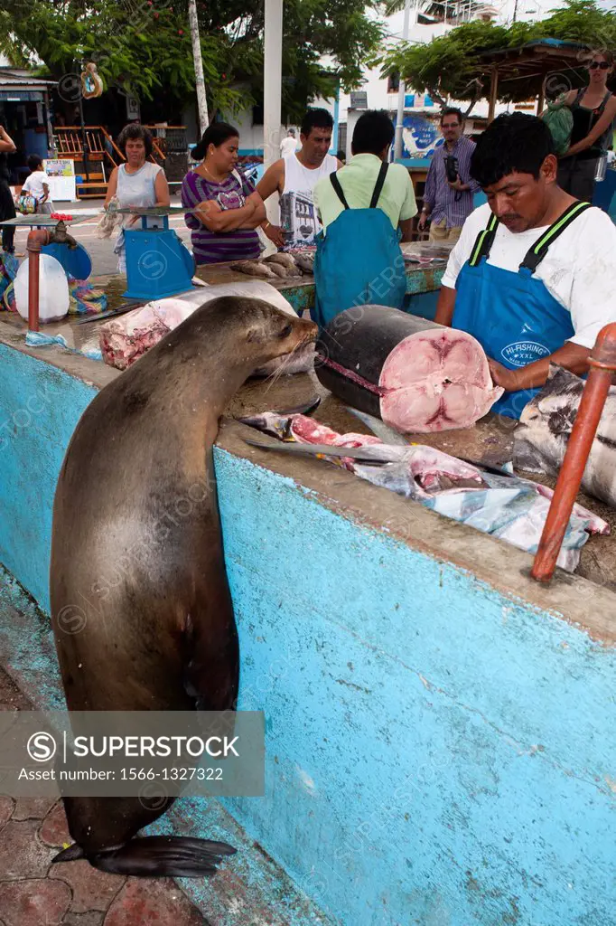 A Galapagos Sea Lion (Zalphus wollebacki) watches a man cut freshly caught fish for sale at the fish market in Puerto Ayora, Santa Cruz Island, Galapa...