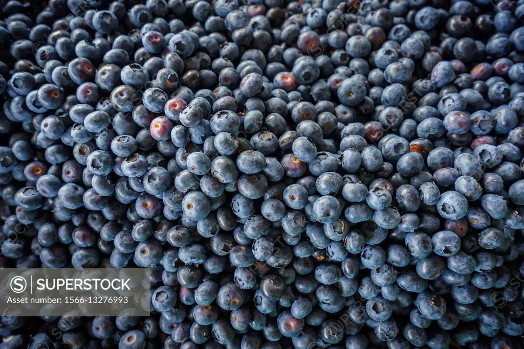 Fresh Blueberries.