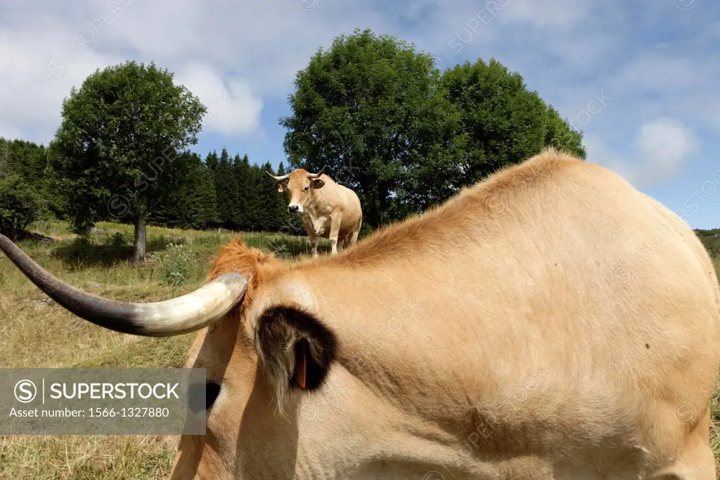 France, Aquitaine, Aveyron (12), Aubrac, cows at rest