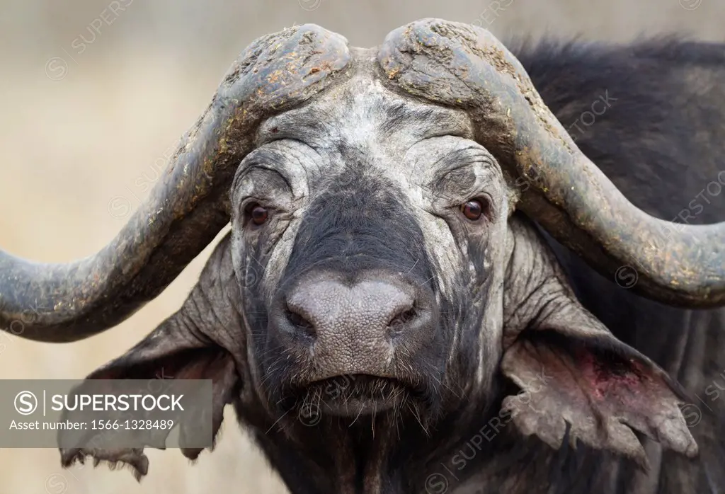 Cape Buffalo (Syncerus caffer caffer) - Bull, keeping an eye on the photographer. Kruger National Park, South Africa.