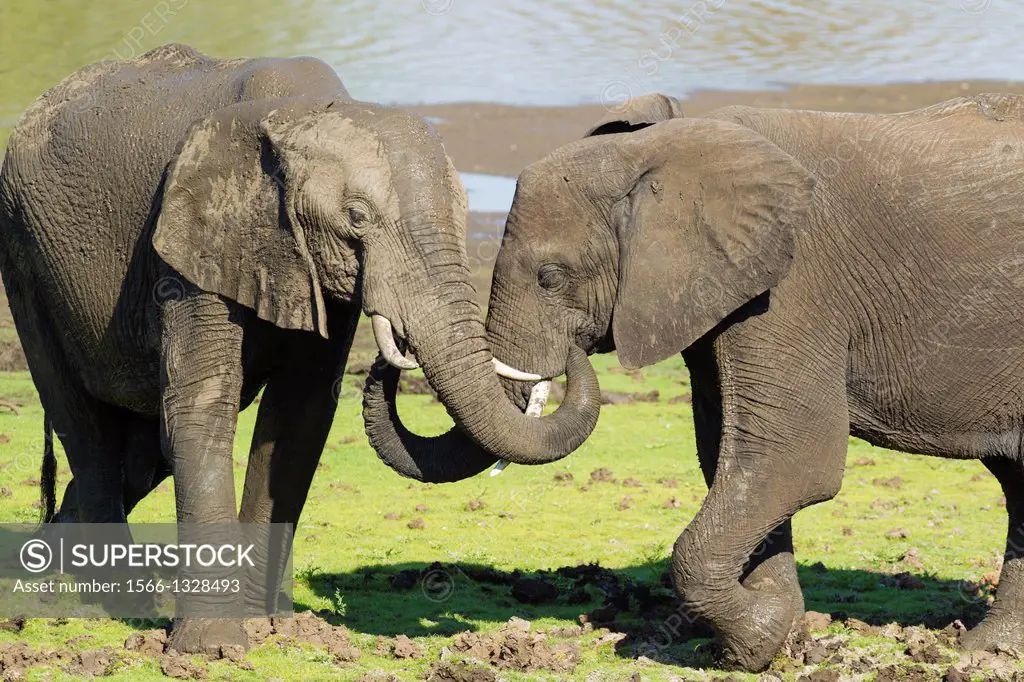 African Elephant (Loxodonta africana) - Social contact between two bulls at the bank of the Shingwedzi River. Kruger National Park, South Africa.