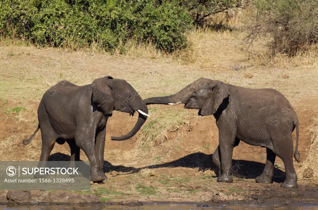 African Elephant (Loxodonta africana) - Two bulls at the bank of the Shingwedzi River about to start a quarrel. Kruger National Park, South Africa.