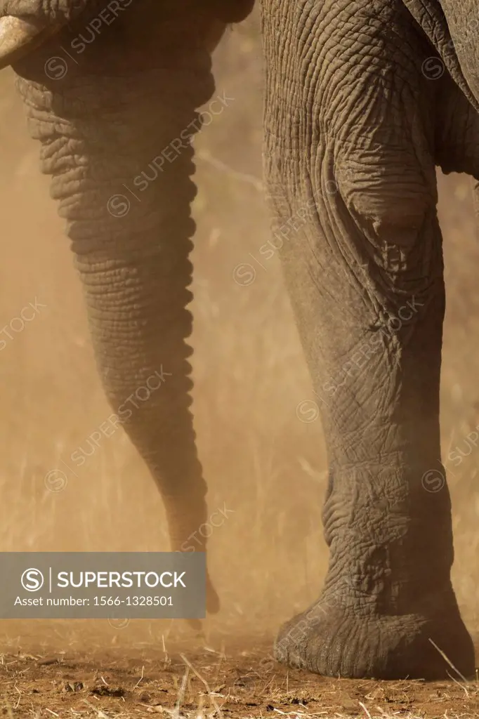 African Elephant (Loxodonta africana) - Close-up of a bull's trunk while he is having a dust bath. Kruger National Park, South Africa.