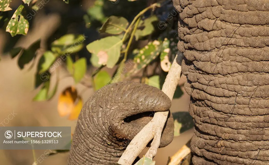 African Elephant (Loxodonta africana) - Bull, grasping twigs and leaves with the tip of the trunk in order to bring them to his mouth. Kruger National...