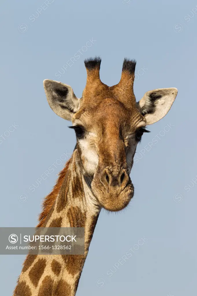 Southern Giraffe (Giraffa camelopardalis giraffa) - Bull. Kruger National Park, South Africa.