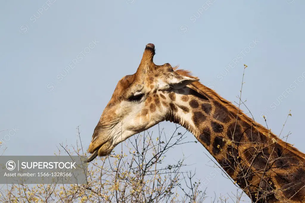 Southern Giraffe (Giraffa camelopardalis giraffa) - Bull collects flowers and leaves with his extensible tongue. Kruger National Park, South Africa.