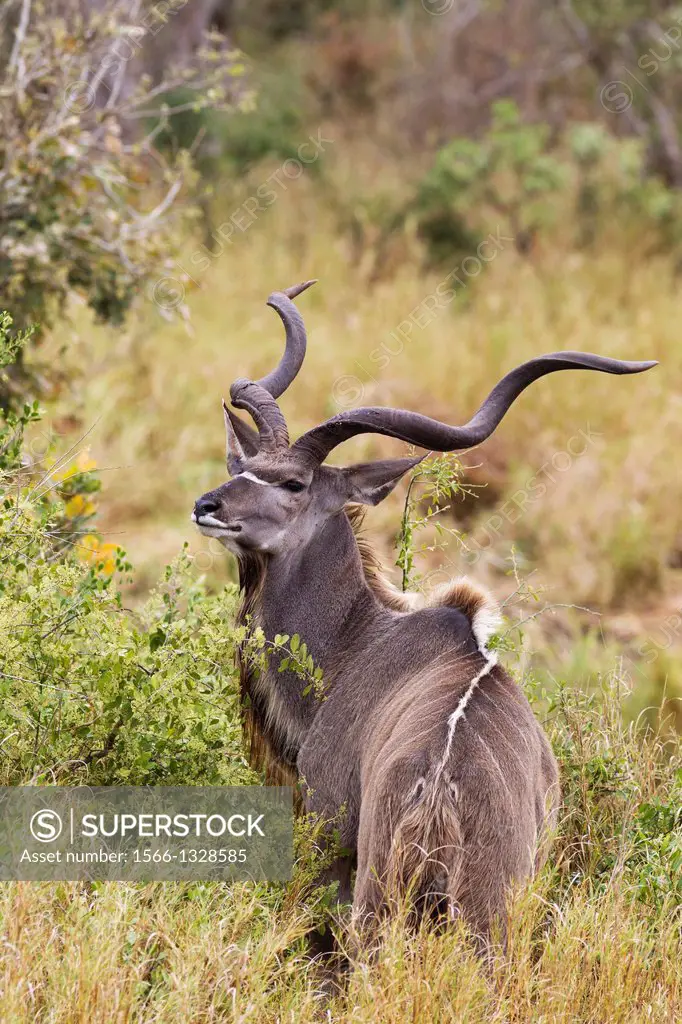 Greater Kudu (Tragelaphus strepsiceros) - Handsome male with large horns. Females have no horns. Kruger National Park, South Africa.
