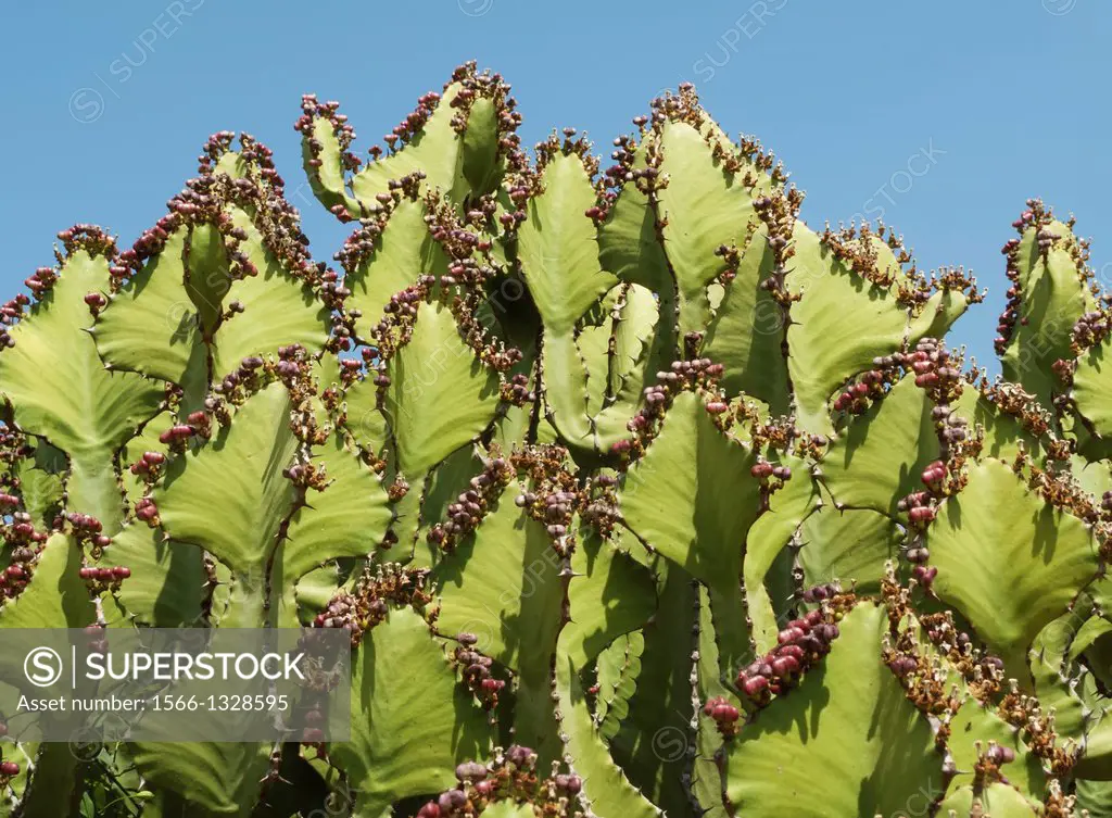 Transvaal Candelabra Euphorbia (Euphorbia cooperi) - Succulent plant with a very toxic latex that is endemic to the Lebombo mountain region. Photograp...