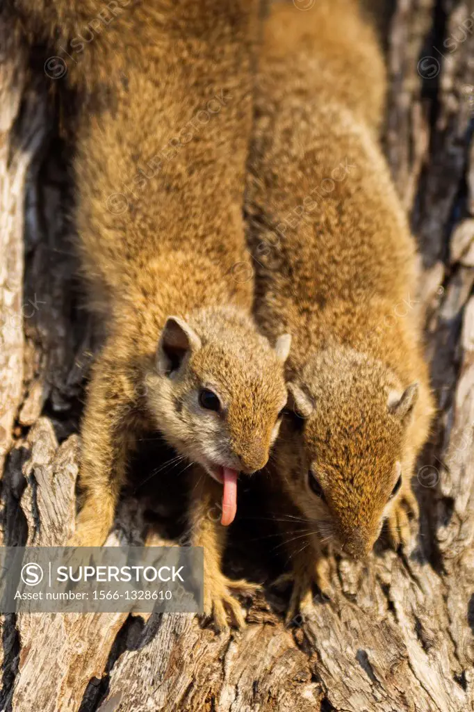 Tree Squirrel (Paraxerus cepapi) - Basking and yawning at a cool winter morning. Kruger National Park, South Africa.