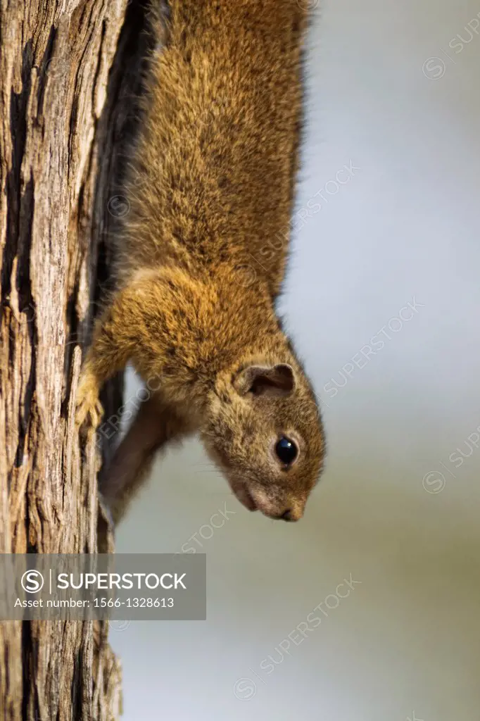 Tree Squirrel (Paraxerus cepapi) - Kruger National Park, South Africa.