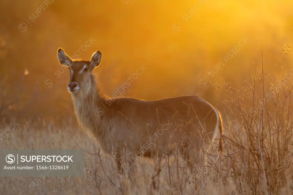 Common Waterbuck (Kobus ellipsiprymnus) - Cow at sunset. Only bulls have horns. Kruger National Park, South Africa.