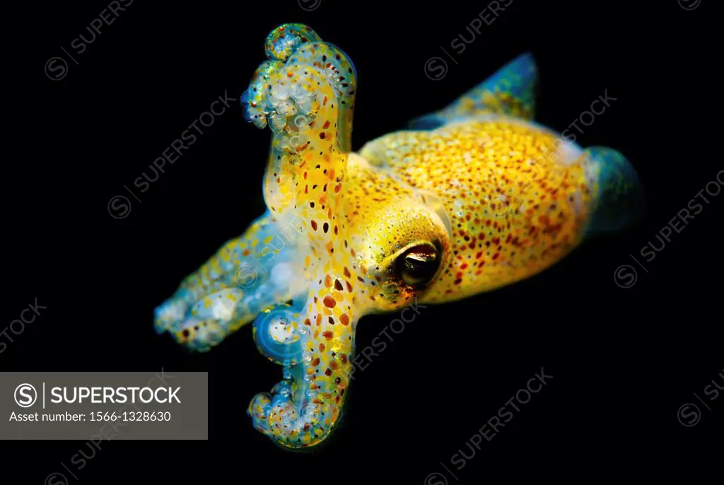 Atlantic Bobtail, Little Cuttlefish, Sepiola atlantica, Eastern Atlantic, Galicia, Spain