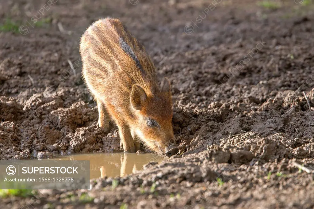 France, Haute Saone, Private park , Wild Boar ( Sus scrofa ), piglet drinking from a puddle.