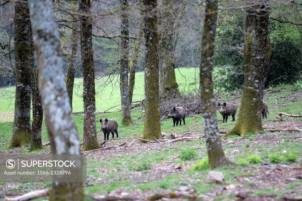 France, Haute Saone, Private park , Wild Boar ( Sus scrofa ) ,group of males.