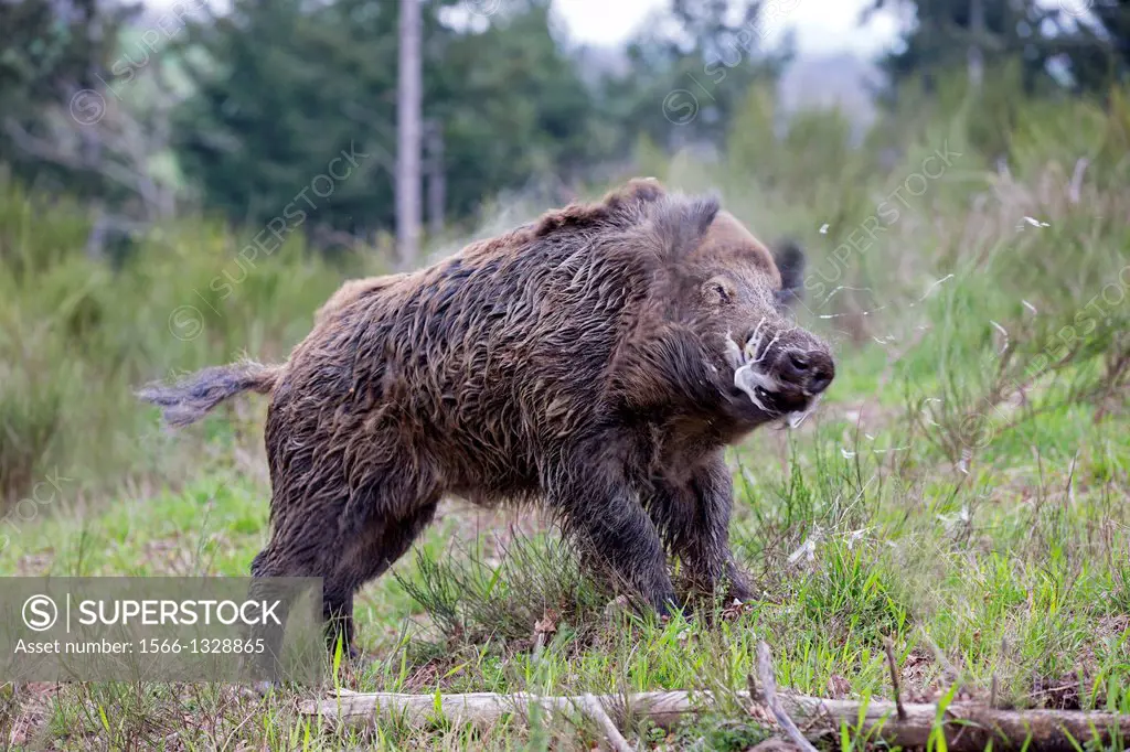 France, Haute Saone, Private park , Wild Boar ( Sus scrofa ) , male drooling and shaking the head.