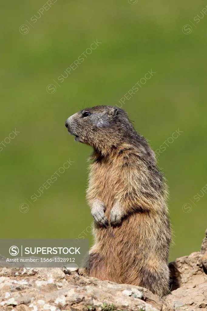 France, Alpes de Hautes Provence , Selonnet , Alpine Marmot (Marmota marmota) ,.