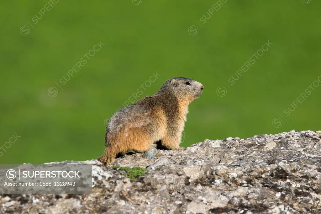 France, Alpes de Hautes Provence , Selonnet , Alpine Marmot (Marmota marmota) ,.