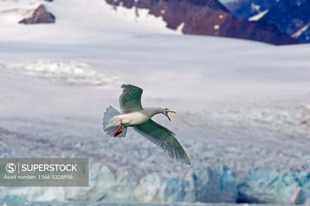 Norway , Spitzbergern , Svalbard , Glaucous Gull (Larus hyperboreus) flying in front of a glacier.