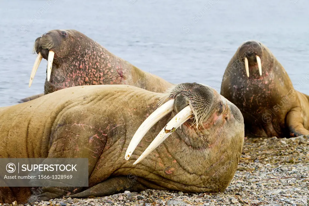 Norway, Svalbard , Walrus (Odobenus rosmarus) resting in beach colony.
