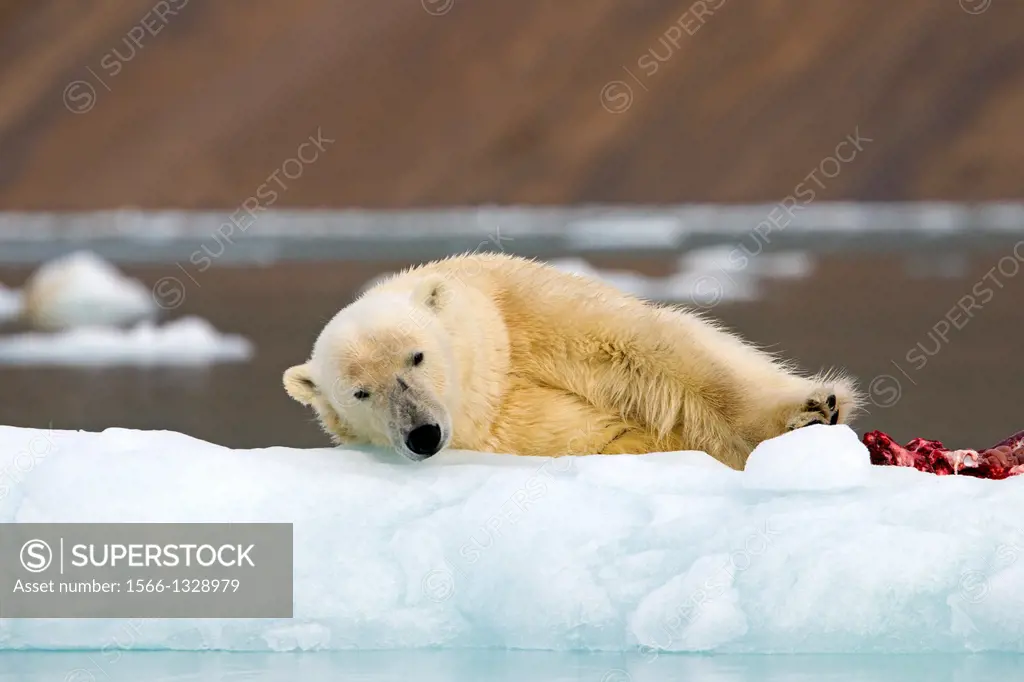 Norway , Spitzbergern , Svalbard , Polar Bear ( Ursus maritimus ) with pieces of a killed seal.