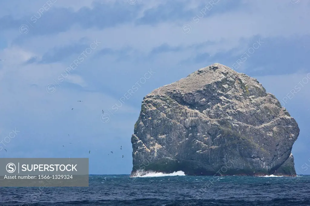 Stac Lee Island. Gannet colony. St. Kilda Archipelago. Outer Hebrides. Scotland, UK.