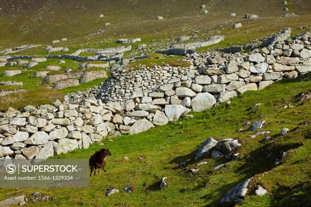 Goat Soay. St. Kilda Island. Outer Hebrides. Scotland, UK.