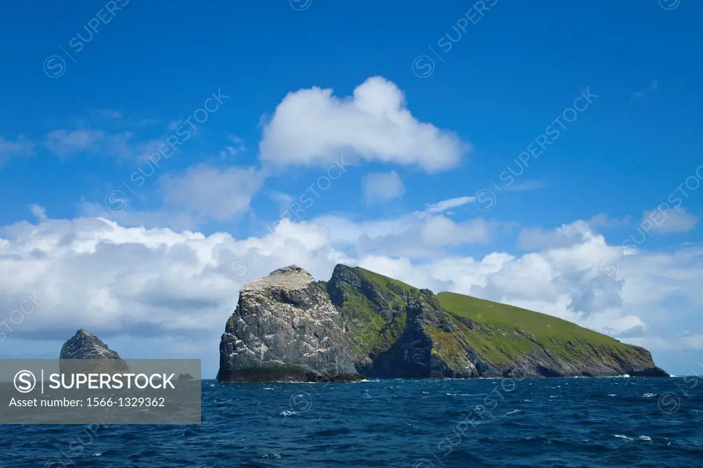Stac Lee, Stac an Armin and Boreray Islands. Gannet colony. St. Kilda Archipelago. Outer Hebrides. Scotland, UK.