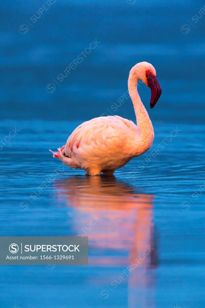 Lesser flamingo, Bogoria Lake, Rift Valley, Kenya, Africa