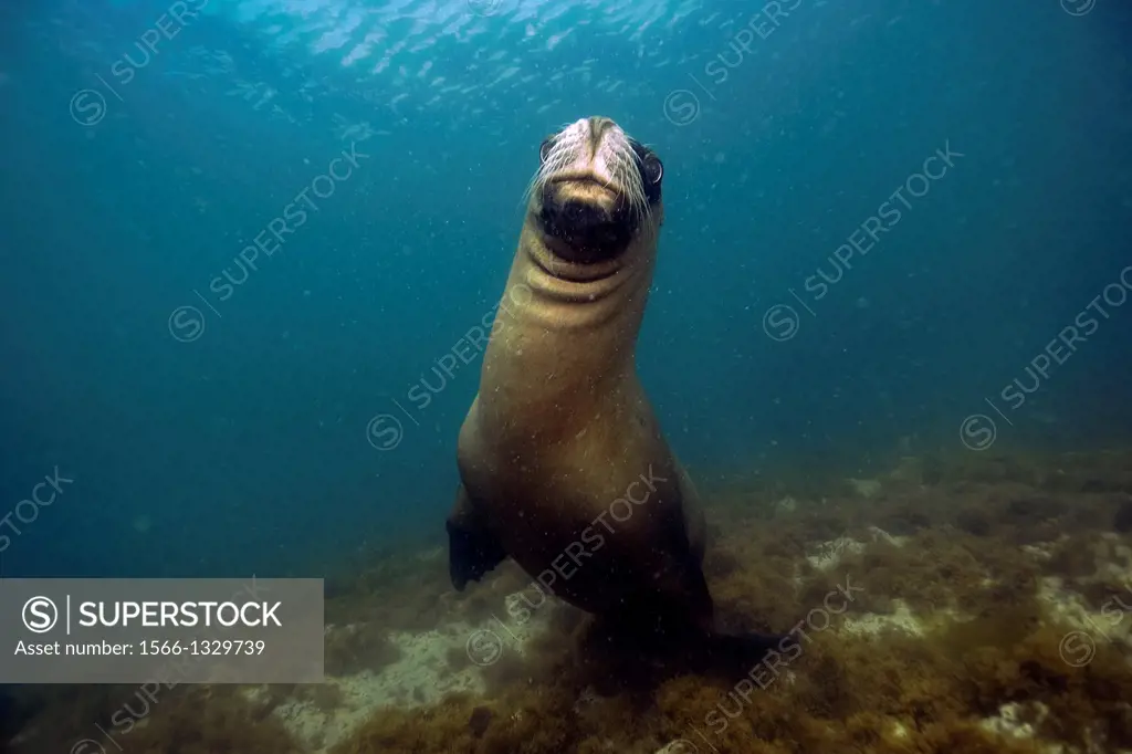 Sea lion, Otaria flavescens, Punta Loma, Puerto Madryn, Chubut, Patagonia, Argentina.