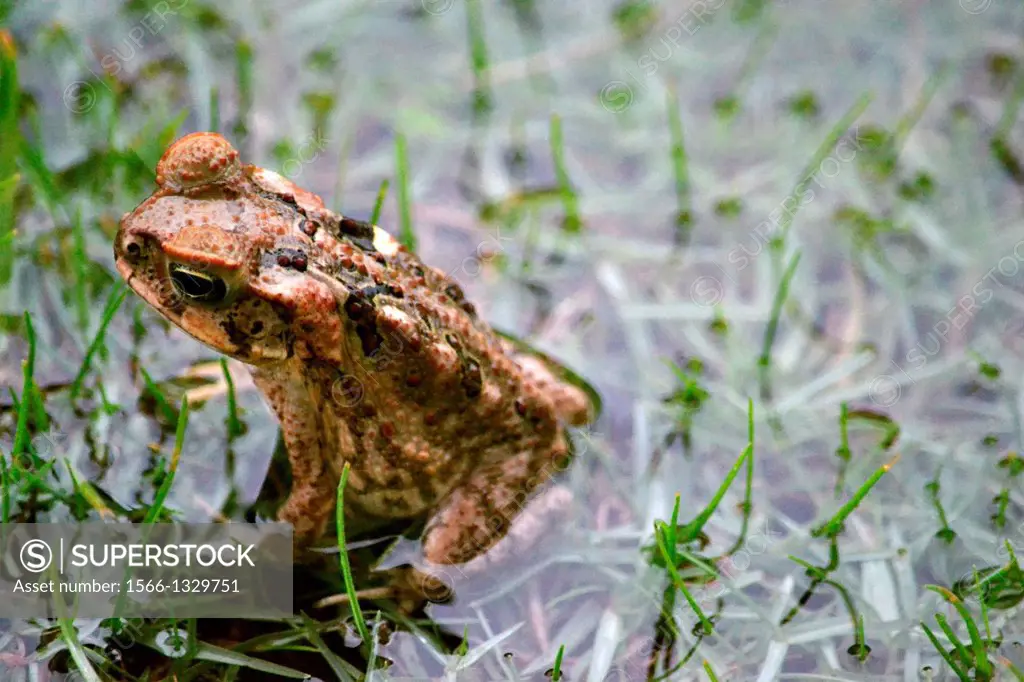 Cane toad in the ground, Bufo marinus, Viti Levu, Fiji.