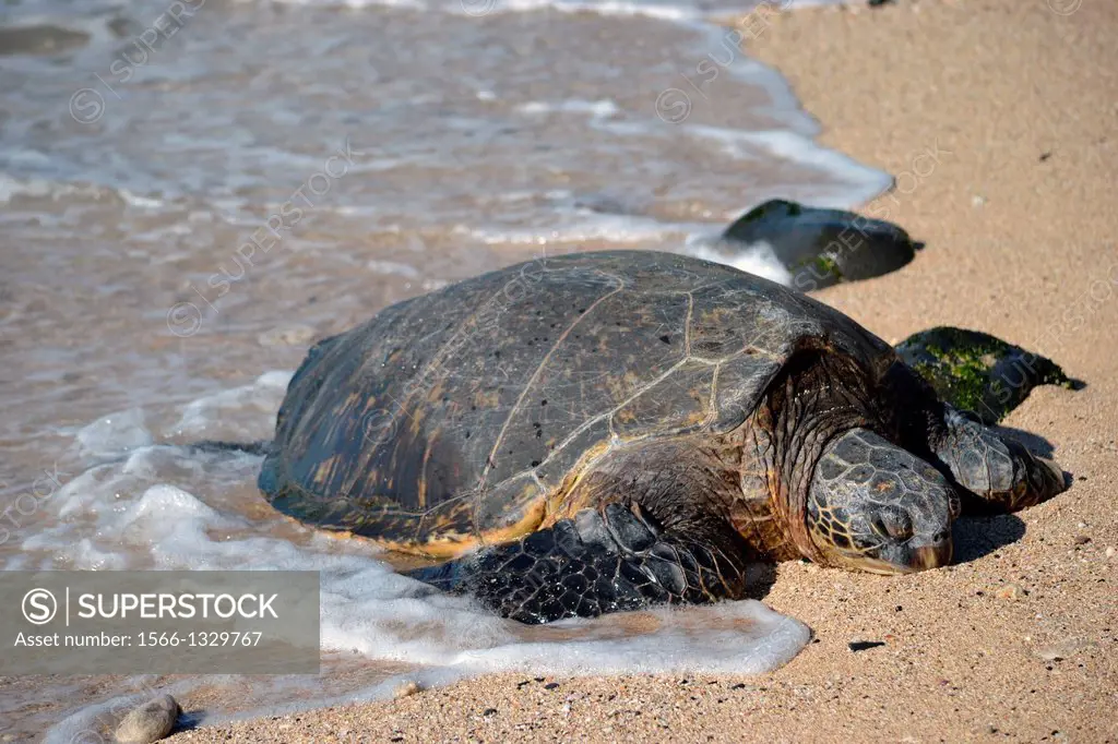 Green sea turtle, Chelonia mydas, rests in the sand of Ho'okipa Beach, Maui, Hawaii, USA.