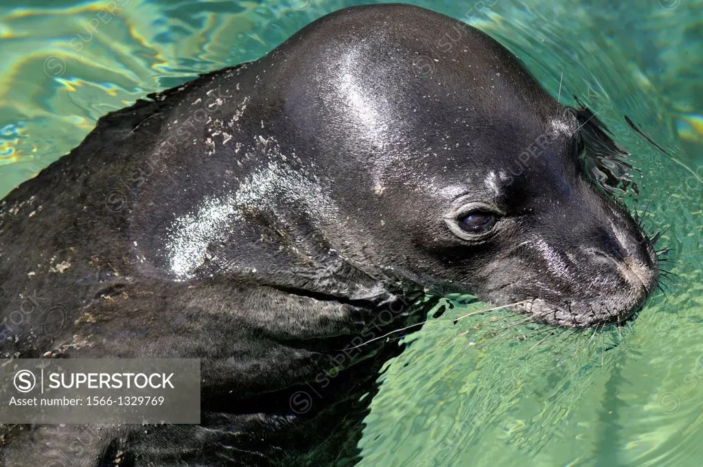 Hawaiian monk seal, Monachus schauinslandi, captive, Waikiki Aquarium, Oahu, Hawaii, USA.