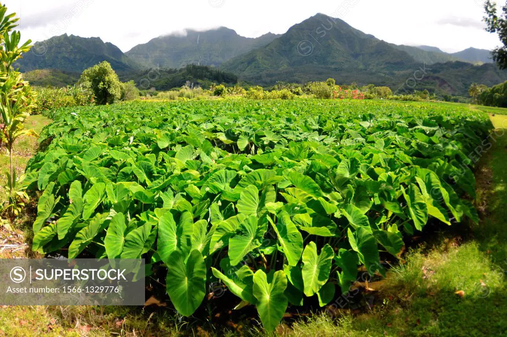 Taro plantation, Colocasia esculenta, family Araceae, at Hanalei Valley, Kauai, Hawaii, USA.