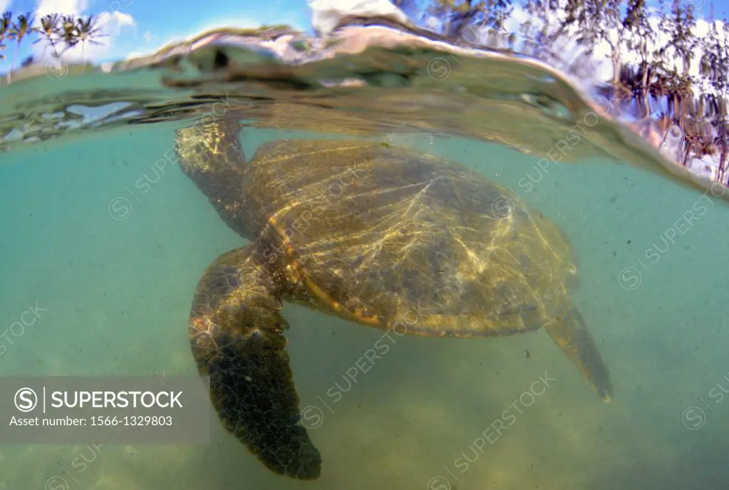 Green sea turtle, Chelonia mydas, at Laniakea or Turtle Beach, Oahu, Hawaii, USA.