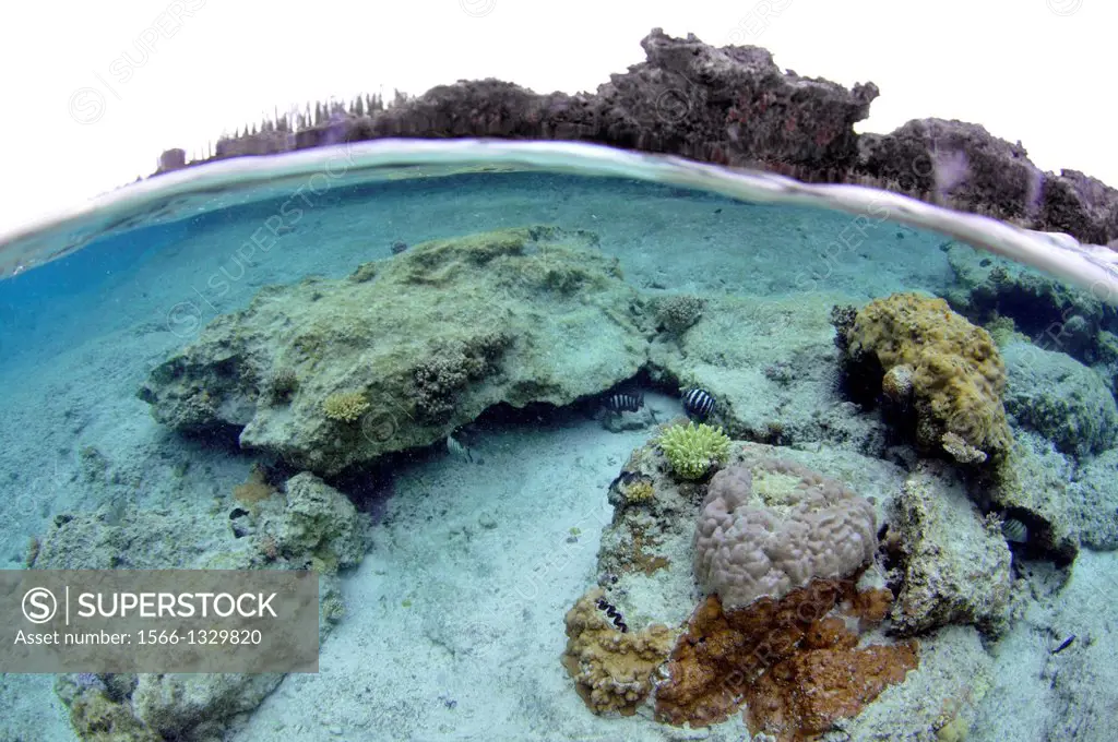 Coral landscape in La Piscine Naturelle, D'Oro Bay, Iles des Pins, New Caledonia, South Pacific.
