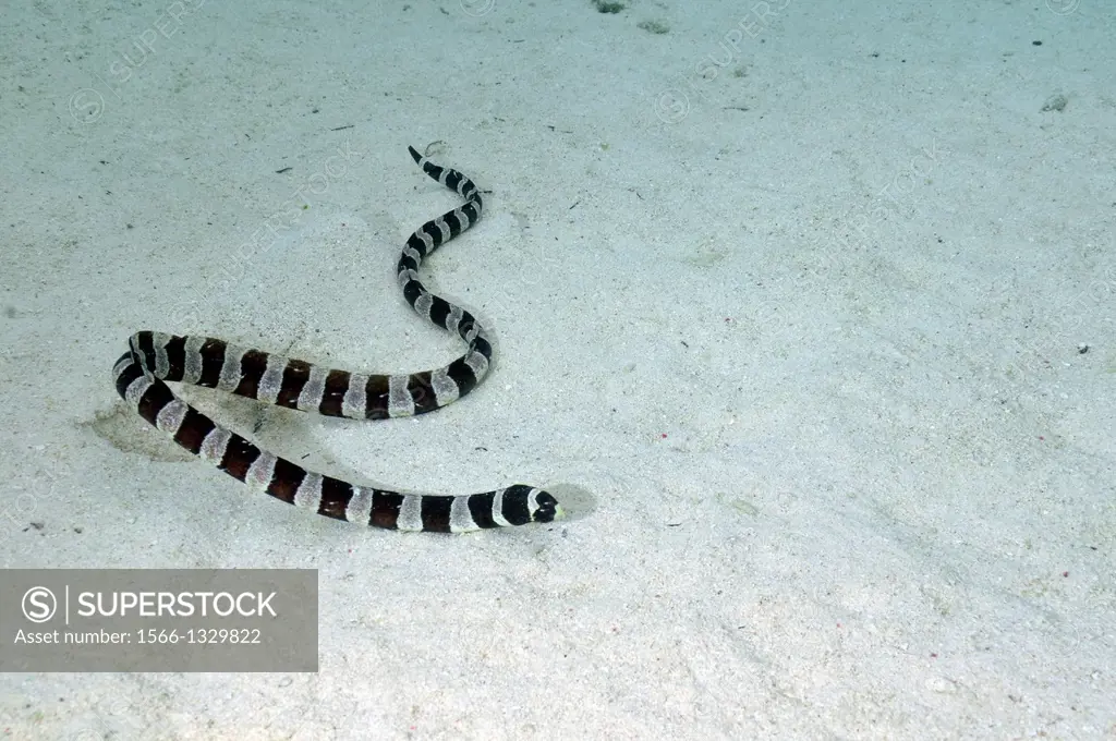 Striped sea snake, Laticauda colubrina, Piscine Naturelle, D´Oro Bay, Iles des Pins, New Caledonia, South Pacific.