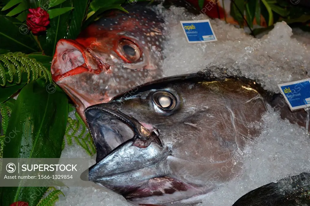 Moonfish or 'opa, Lampris regius, and bigeye tuna or ahi, Thunnus obesus, on display for sale in the Hawaii Seafood Festival, Oahu, Hawaii, USA.
