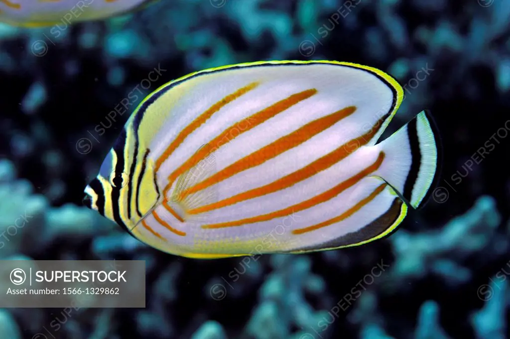 Ornate butterflyfish, Chaetodon ornatissimus, Kona, Big Island, Hawaii, USA.