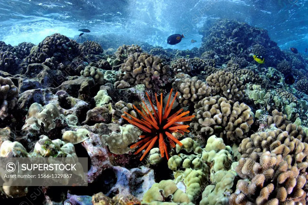 Waves crash on a healthy coral reef with a red slate pencil urchin, Heterocentrotus mamillatus, Molokini, Maui, Hawaii, USA.