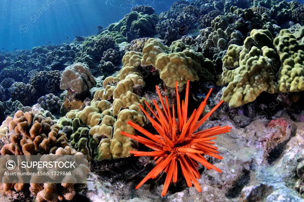 Healthy coral reef with a red slate pencil urchin, Heterocentrotus mamillatus, Molokini, Maui, Hawaii, USA.