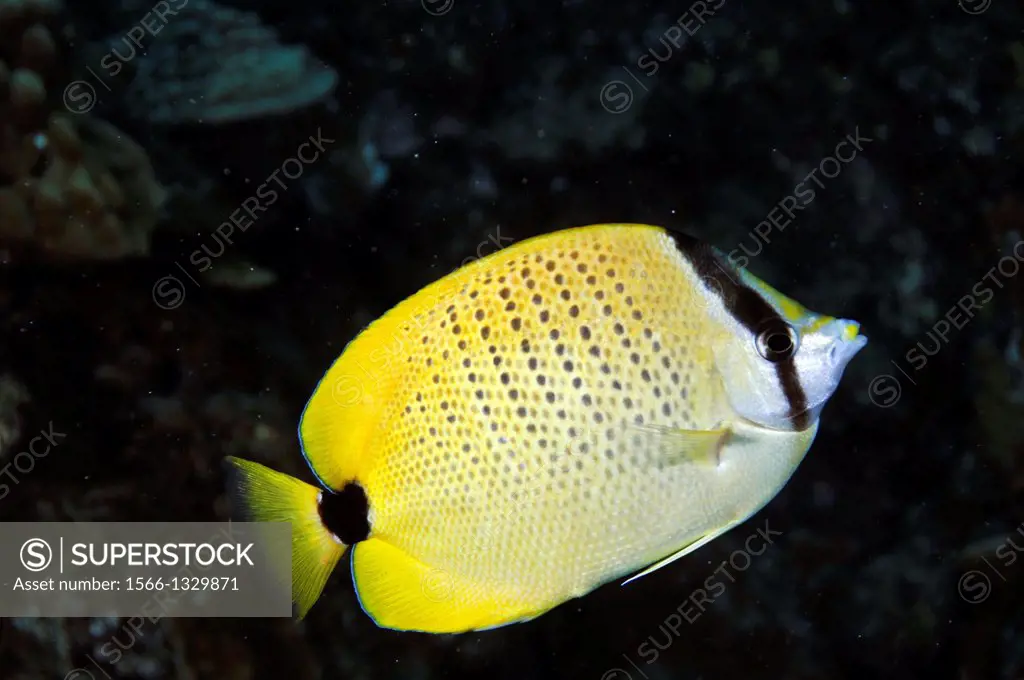 Milletseed butterflyfish, Chaetodon miliaris, endemic to Hawaiian Islands, Kahe Point, Oahu, Hawaii, USA.