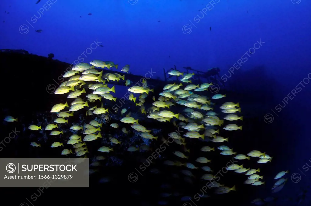 School of bluestripe snappers, Lutjanus kasmira, swims by the Sea Tiger shipwreck, Honolulu, Oahu, Hawaii, USA.