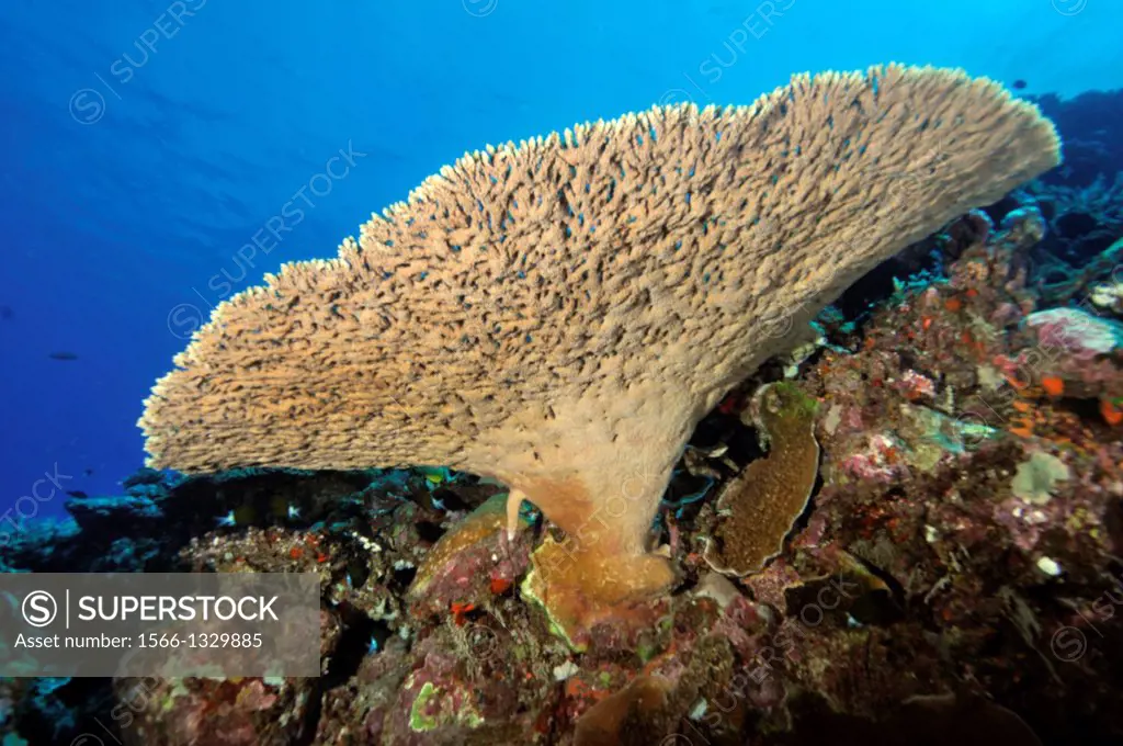 Elkhorn coral, Acropora sp., Dumbea Pass, Noumea, New Caledonia, South Pacific.