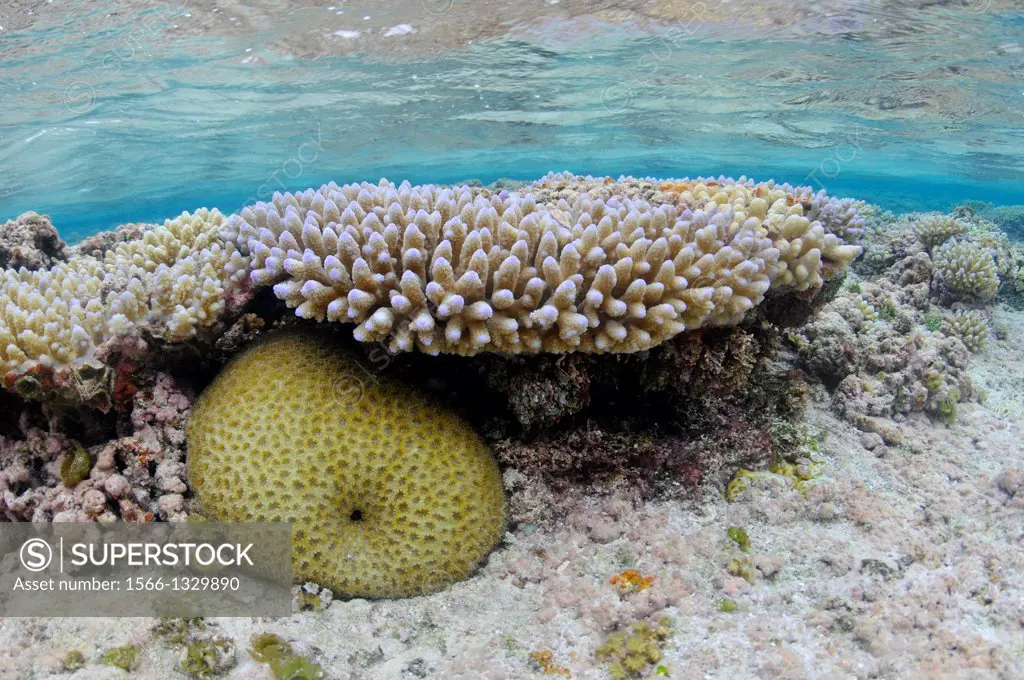 Branching purple-tipped coral head, Acropora digitifera, and knob coral, Favia sp., in the shallow waters of Nukuifala islet, Uvea, Wallis and Futuna,...