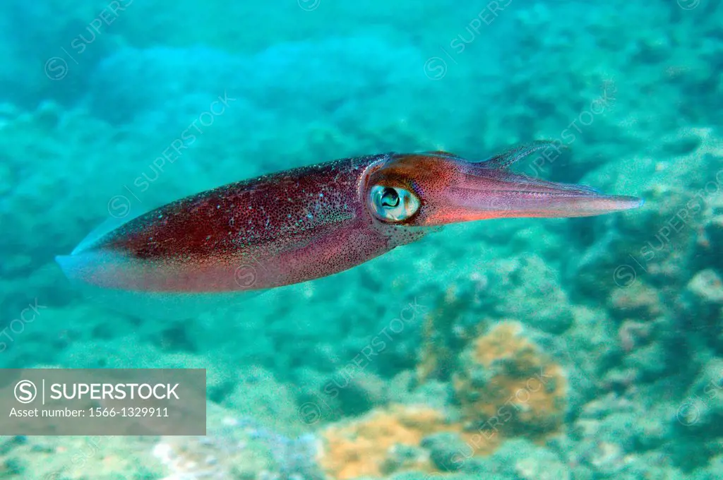 Oval squid, Sepioteuthis lessoniana, Hanauma Bay Nature Preserve Park, Oahu, Hawaii, USA.