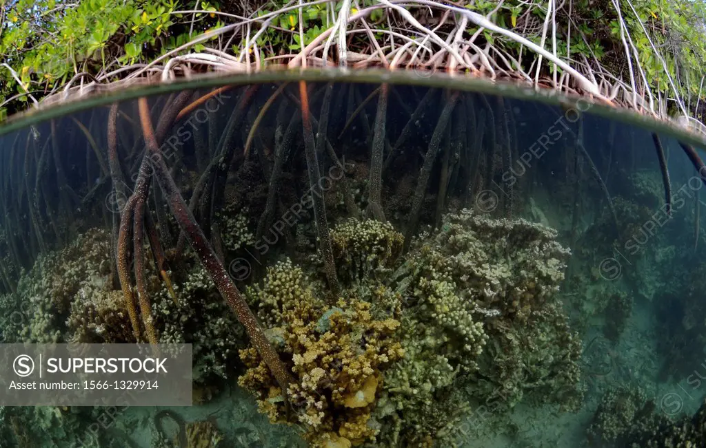 Coral reef growing over the roots of the mangrove trees, Coconut Island, Kaneohe Bay, Oahu, Hawaii, USA.