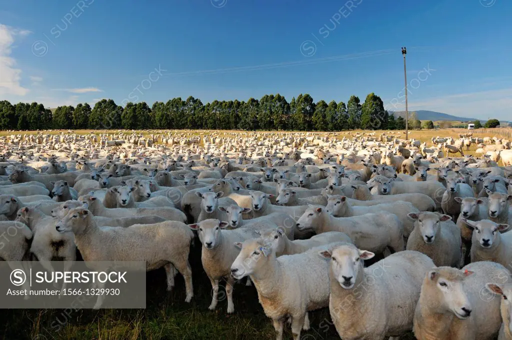 Sheep, Ovis aries, in a farm field, South Island, New Zealand.