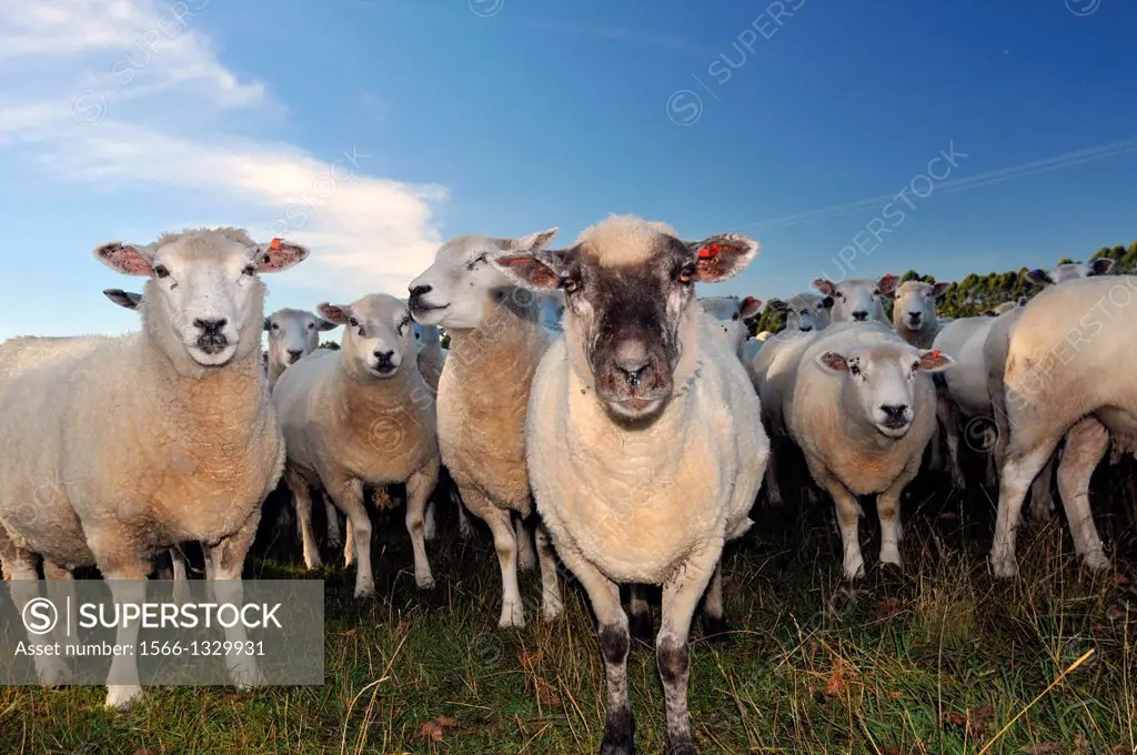 Sheep, Ovis aries, in a farm field, South Island, New Zealand.